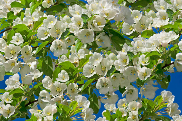 Blooming apple tree with white beautiful flowers in the garden against the blue sky