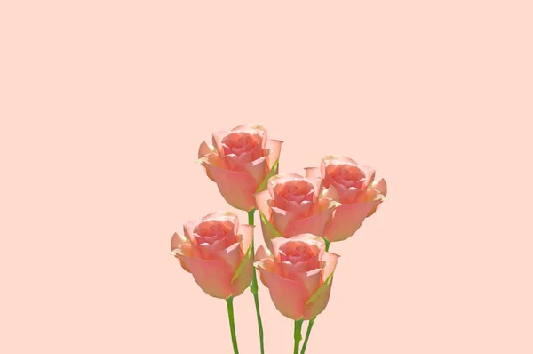Fem Ljusa Färgglada Vackra Rosa Rosor Närbild Rosa Isolerad Bakgrund — Stockfoto