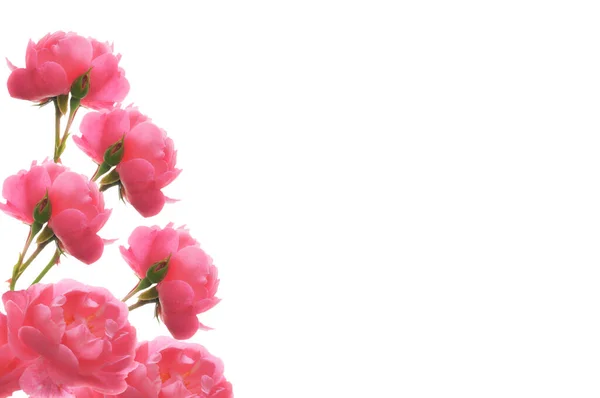 Keret Fényes Gyönyörű Rózsaszín Rózsa Rügyek Közelkép Fehér Elszigetelt Háttér — Stock Fotó