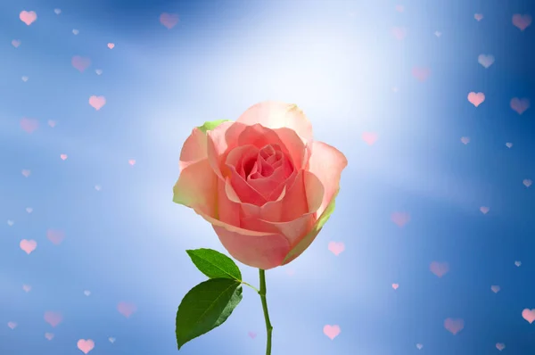 Belle Rose Lumineuse Couleur Rose Avec Des Feuilles Vertes Gros — Photo