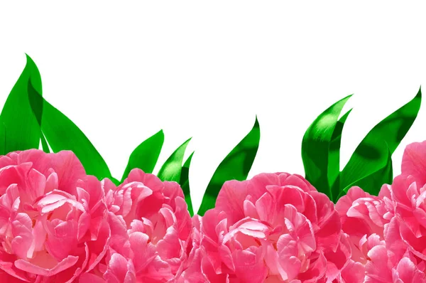 Piękny Różowy Tulipan Kwiaty Jasne Zielone Liście Zbliżenie Białym Odizolowanym — Zdjęcie stockowe