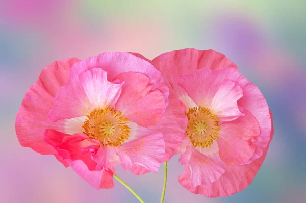 Dva Krásné Světle Růžové Máky Zblízka Abstraktní Barevné Pozadí — Stock fotografie