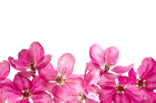 Hermosas Flores Cerezo Color Rosa Brillante Cerca Sobre Fondo Blanco — Foto de Stock