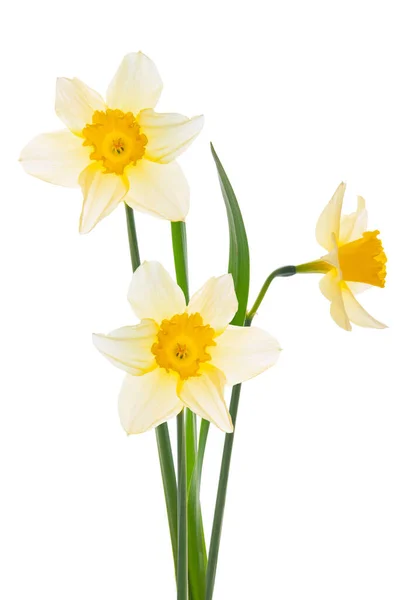 Tre Vackra Vita Narcissus Blommor Och Ljusa Gröna Blad Närbild Stockbild