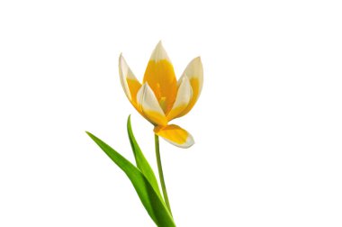 Yeşil yapraklı güzel bir sarı lale (Tarda) beyaz izole bir arkaplana yakın.