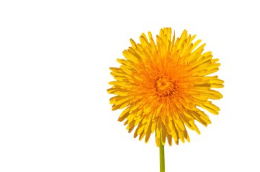 Sarı, parlak, güzel bir karahindiba, beyaz izole bir arka planda.