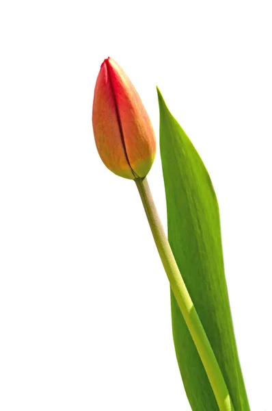 Tulipanes Brote Rojo Colores Brillantes Cerca Con Hojas Verdes Sobre — Foto de Stock