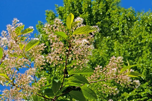 Parlak çiçekli kuş kirazının dalları, güneşli bir günde mavi gökyüzüne yakın çekimde bir şehir parkında