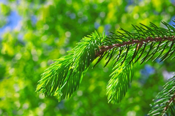 都会の公園で晴れた日に針を閉じてカラフルな緑の若い春のトウヒの枝 — ストック写真