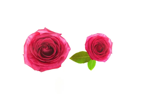 Two Bright Colorful Light Purple Roses Green Leaves White Isolated — Stock Photo, Image