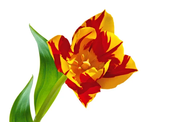 Una Flor Roja Amarilla Brillante Tulipán Monsella Primer Plano Con — Foto de Stock