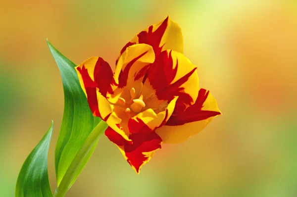 Jeden Jasny Żółty Czerwony Kwiat Tulipana Monsella Zielonymi Liśćmi Abstrakcyjnym — Zdjęcie stockowe