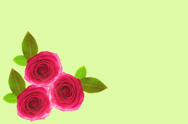 Цветочный Фон Трех Ярких Красочных Светло Фиолетовых Роз Зелеными Листьями — стоковое фото