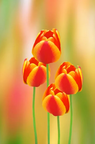 Quattro Colorati Boccioli Tulipano Rosso Giallo Brillante Monsella Primo Piano — Foto Stock