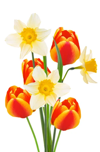 Mooie Kleurrijke Boeket Van Witte Narcissen Rode Gele Tulpen Een — Stockfoto