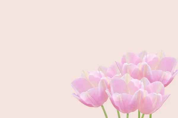 Csokor Gyönyörű Fény Rózsaszín Tulipán Közelkép Rózsaszín Elszigetelt Háttér — Stock Fotó