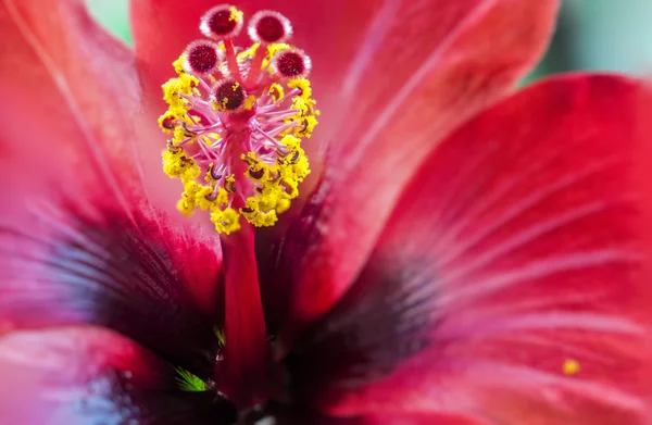 Flor — Fotografia de Stock