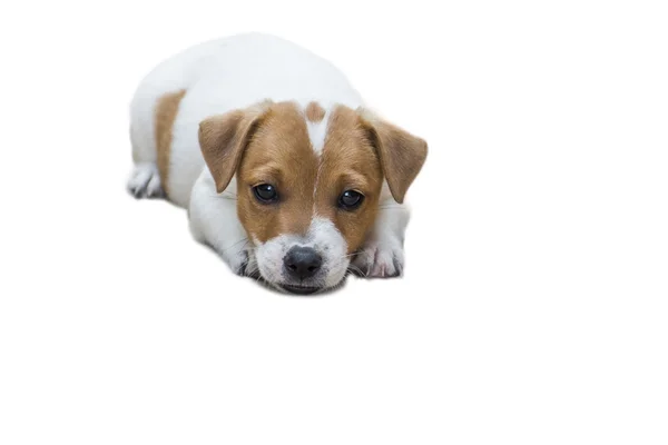 Jack Russel köpek yavrusu — Stok fotoğraf