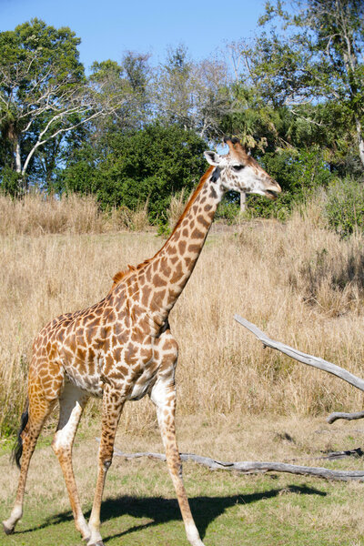 Giraffe in Africa. Focus in the body.