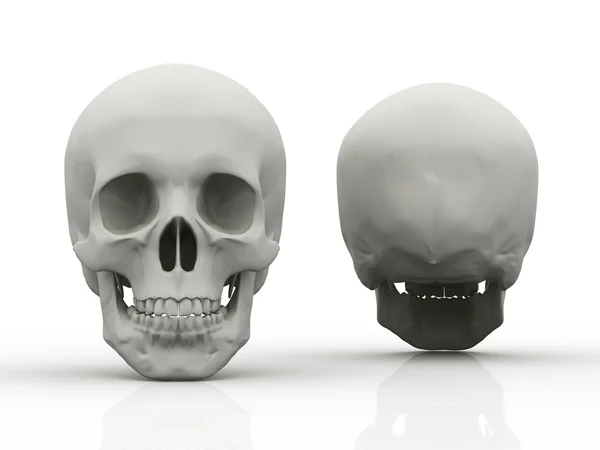 3d image of human skull in full face and profile — Stock Photo, Image