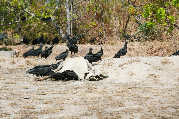 Dead cow getting eat by buzzards — Stock Photo, Image