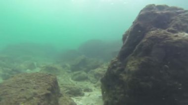 Deniz coral reef Isla iguana, panama. mercan ve balıklar orada farklı türleri vardır.