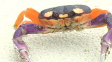 kum taşıma halloween Yengeç