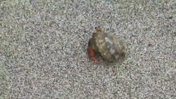 Hermit Crab walking in the sand — Stock Video