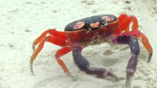 Mouthless Land Crab walking in the white sand — Stock Video