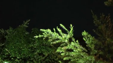 bir orman, bir gece çekimi