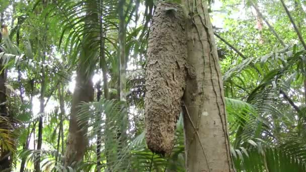Azteca andreae formiga montículo no Panamá. É uma espécie de formiga arbórea encontrada nos trópicos — Vídeo de Stock