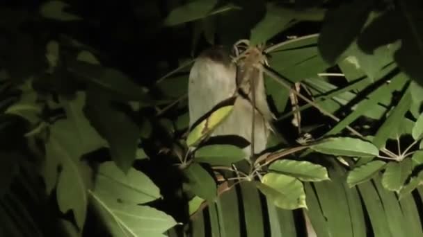 Tembel ayı geceleri besleyen bir ağaçta. — Stok video