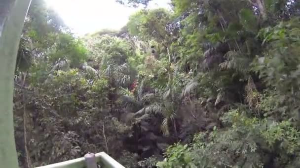Piękny widok wewnątrz dziewiczy dżungla — Wideo stockowe