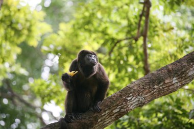 ateles geoffroyi vellerosus örümcek maymun yeme banan Panama