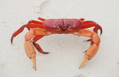 Red land crab, Cardisoma crassum, in the sand clipart