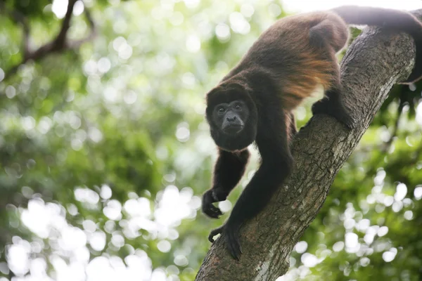 Spider Monkey — Stockfoto