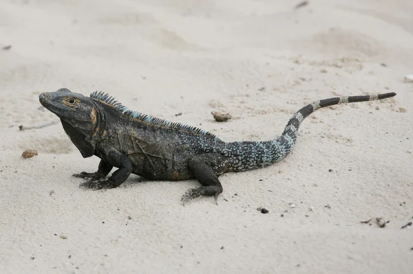 砂の中のトゲオイグアナ属ホウレンソウケナガコナダニ黒イグアナ — ストック写真