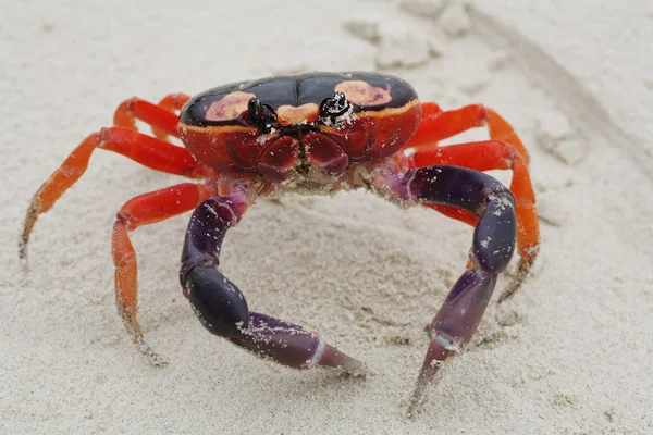 Macro-opname van halloween krab in het zand — Stockfoto