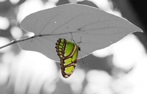 Malachit (siproeta stelenes) motýl posazený na list. — Stock fotografie