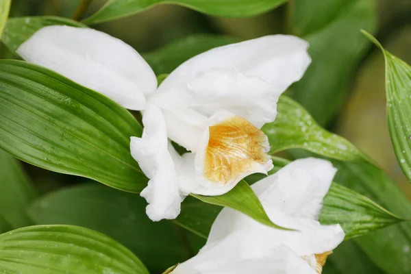 Makro skott av en sobralia orkidé. sobralia är ett släkte med omkring 12 — Stockfoto