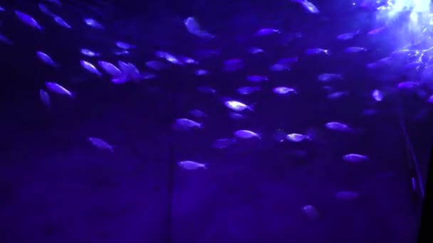 School of small fish underwater — Stock Video