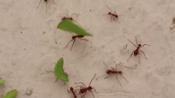 Κοντινό πλάνο μυρμήγκι που εργάζονται — Αρχείο Βίντεο