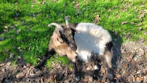 Cabra Desmaiada Tennessee Uma Cabra Menor Fácil Cuidar Que Cabras — Vídeo de Stock