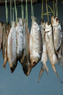 Sütçü balığı kurutma işlemi sırasında asılıyor.