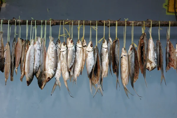 Milchfisch wird im Trocknungsprozess aufgehängt — Stockfoto