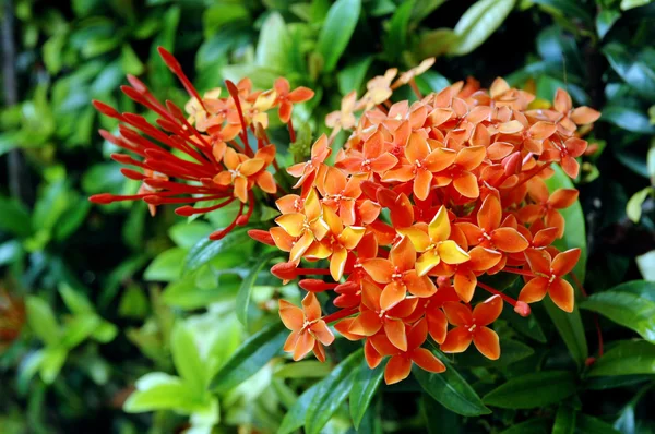 Oranžové květiny (Ašoka, saraca Asoca ) — Stock fotografie