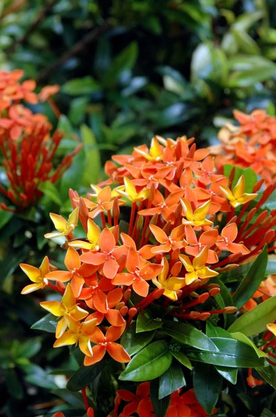 Orange flowers (Asoka, Saraca Asoca ) — Stock Photo, Image