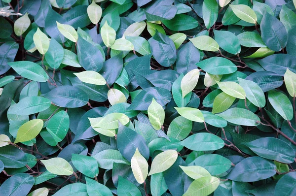 Gröna blad bakgrund — Stockfoto