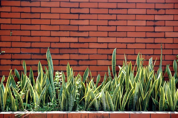 관 상용 식물으로 벽돌 벽 — 스톡 사진