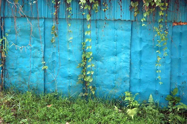 Antigua pared de hierro azul con malezas rastreras —  Fotos de Stock